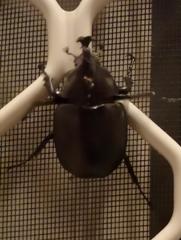 Xylotrupes australicus