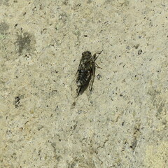 Amphipsalta strepitans