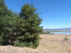 Quercus × ganderi