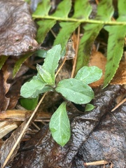 Stellaria pubera
