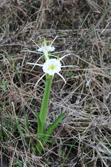 Hymenocallis liriosme