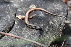 Ctenotus