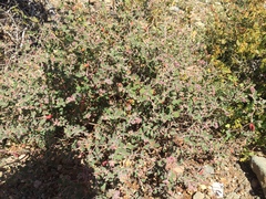 Euphorbia tomentulosa