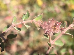 Euphorbia tomentulosa