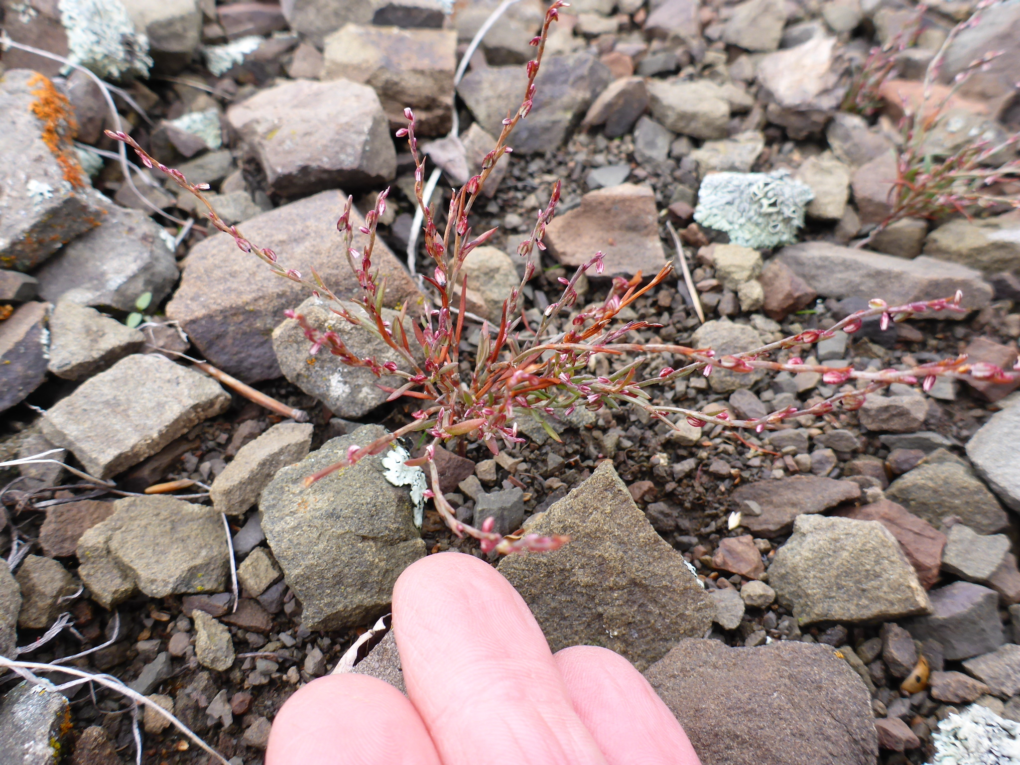 Polygonum engelmannii
