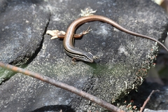 Ctenotus