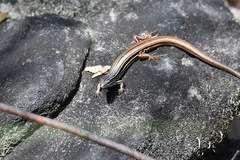 Ctenotus