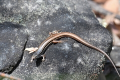 Ctenotus