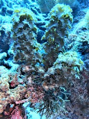 Turbinaria decurrens