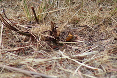 Heteronympha penelope