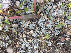 Antennaria microphylla