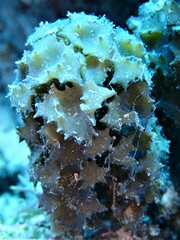 Turbinaria decurrens