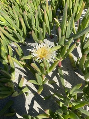 Carpobrotus edulis
