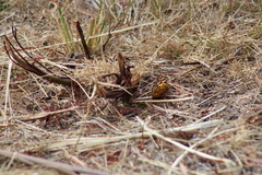 Heteronympha penelope