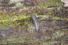 Philomycus carolinianus