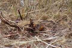 Heteronympha penelope