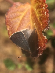 Chlorostrymon simaethis