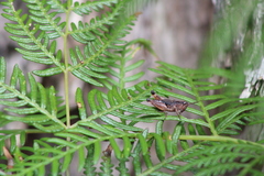 Phaulacridium vittatum