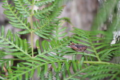 Phaulacridium vittatum