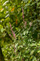 Odontonema callistachyum