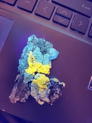 Pertusaria paratuberculifera