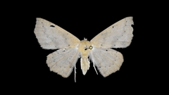 Sabulodes