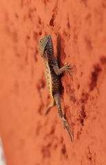 Sceloporus chrysostictus
