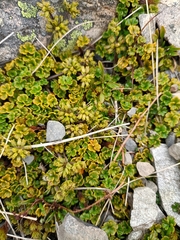 Azorella hydrocotyloides