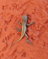 Sceloporus chrysostictus