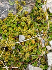 Azorella hydrocotyloides