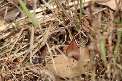 Uresiphita ornithopteralis