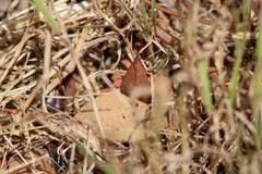 Uresiphita ornithopteralis