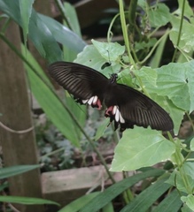 Papilioninae