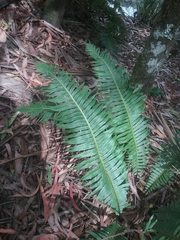 Blechnum nudum
