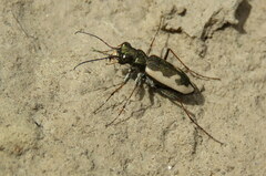 Neocicindela latecincta
