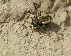 Neocicindela latecincta