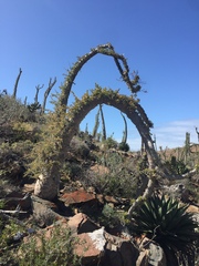 Fouquieria columnaris