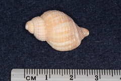 Nucella squamosa