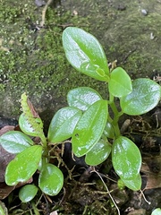 Peperomia urvilleana