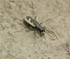 Neocicindela latecincta
