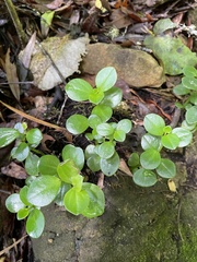 Peperomia urvilleana