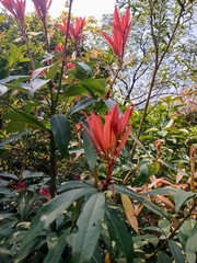 Machilus chekiangensis