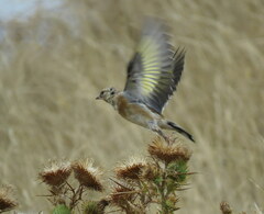 Carduelis carduelis britannica