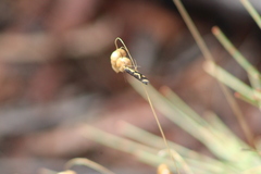 Palimmeces poecilella