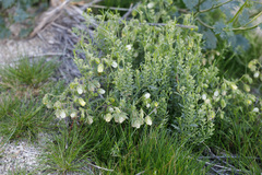 Emmenanthe penduliflora penduliflora