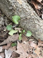 Ranunculus abortivus