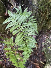 Polystichum wawranum