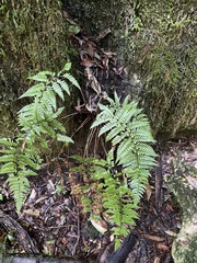 Polystichum wawranum