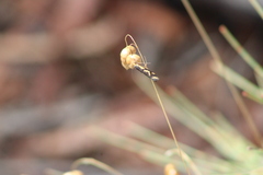 Palimmeces poecilella