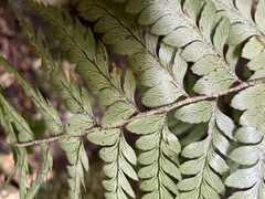 Polystichum wawranum